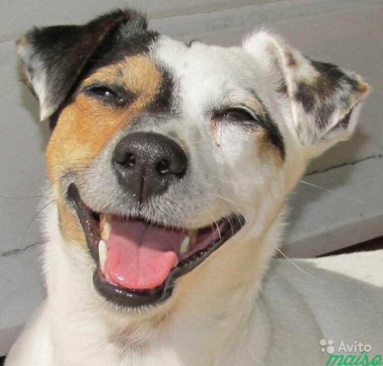 Улыбка до ушей