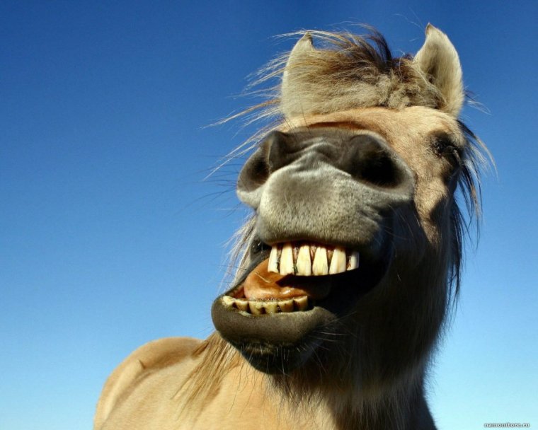 Смешная морда лошади