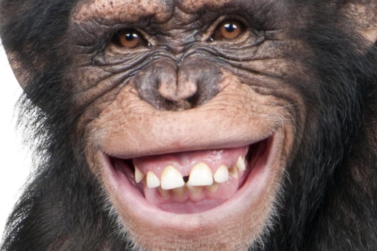 Обезьяна улыбается