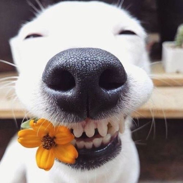 Собаки улыбаки