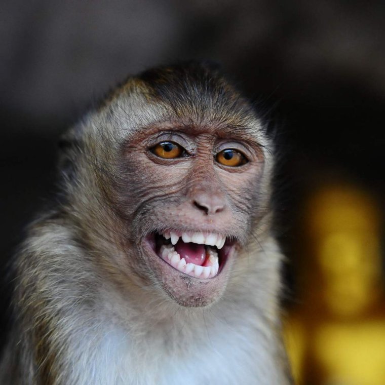 Обезьяна смеется