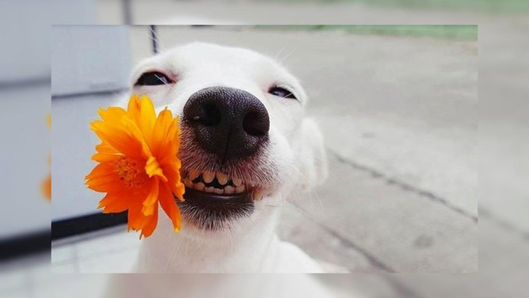 Собака улыбака Джек Рассел