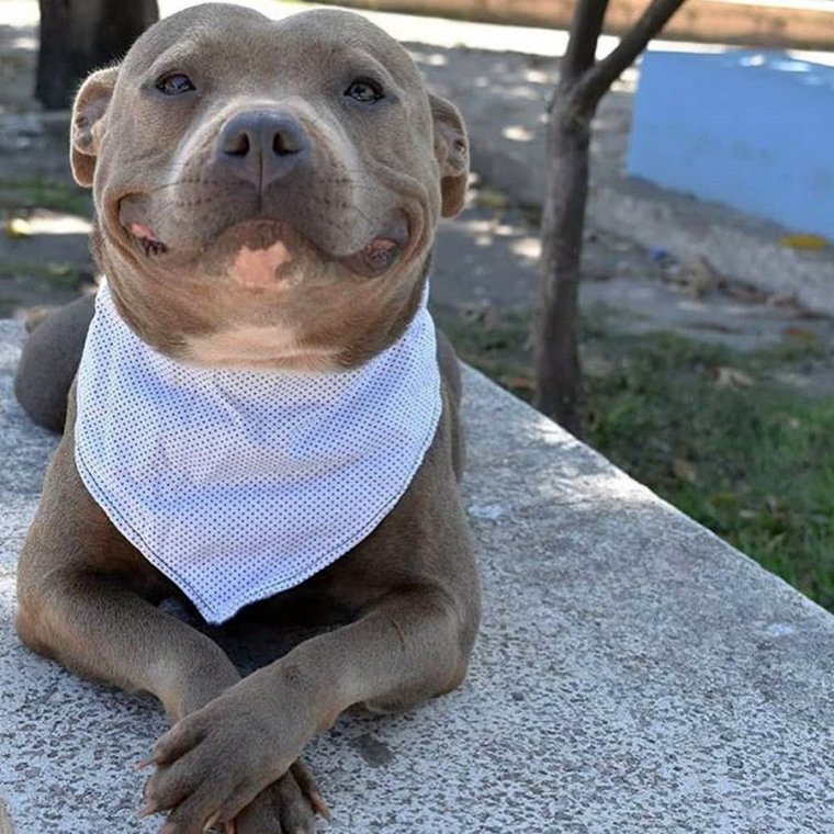 Стаффордширский терьер улыбака