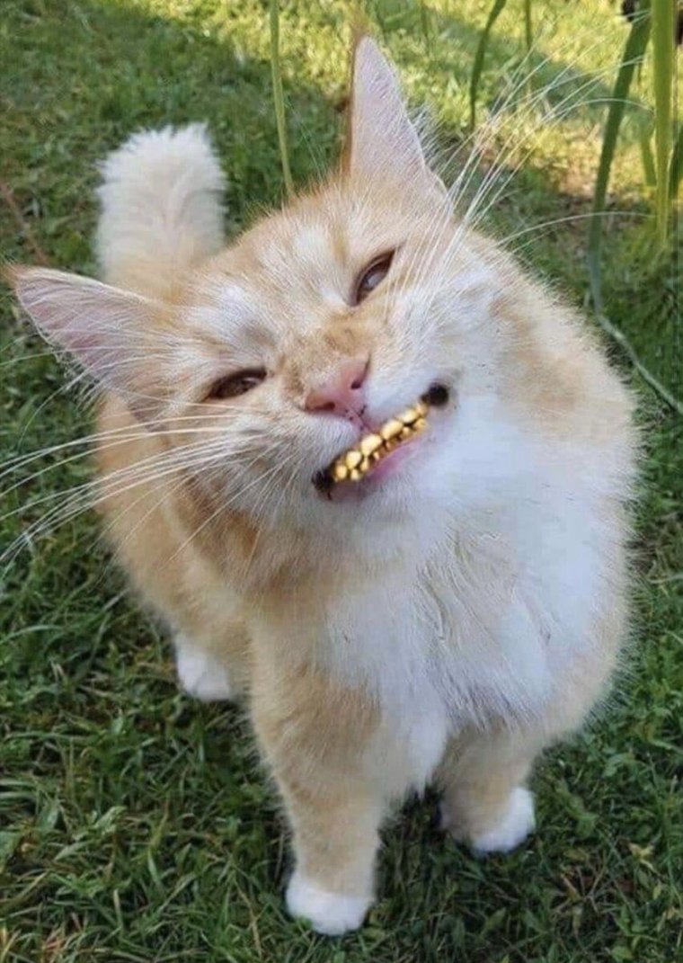 Радостный кот