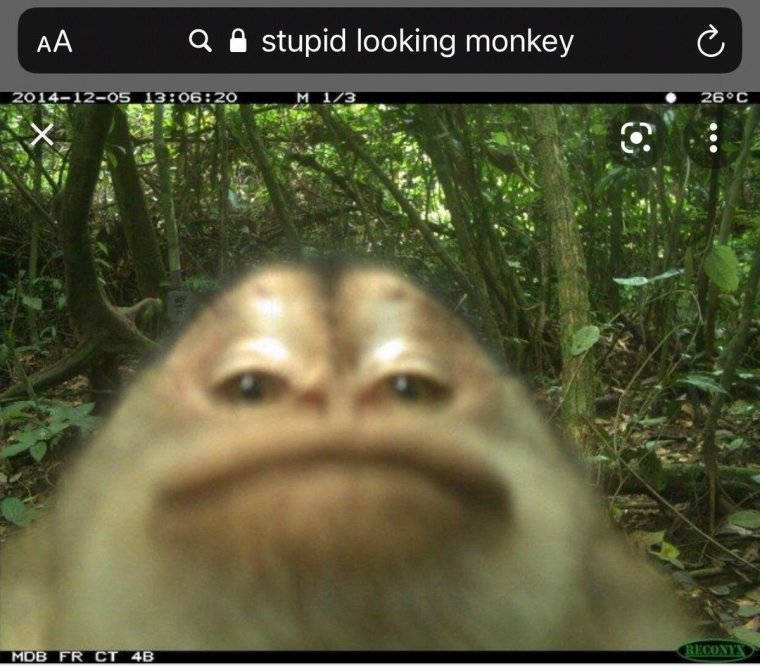 Обезьяна пугает