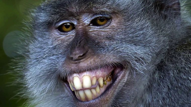 Смешные звери