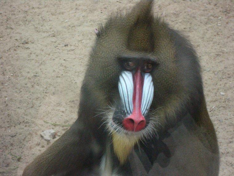 Саси обезьяна