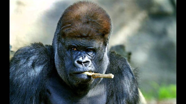 Горилла с сигарой