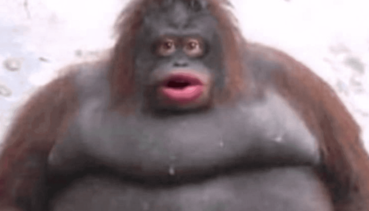 Мемы с обезьянами