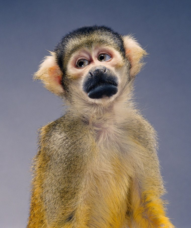 Доброе утро обезьянка