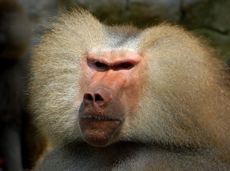 Обезьяна Мем