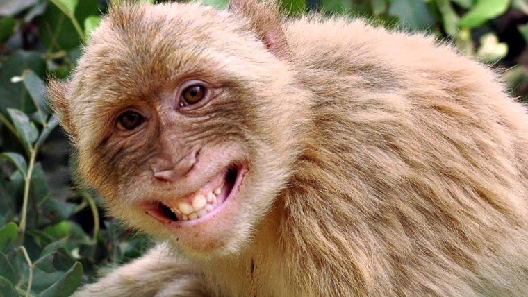 Обезьяна в плохом качестве