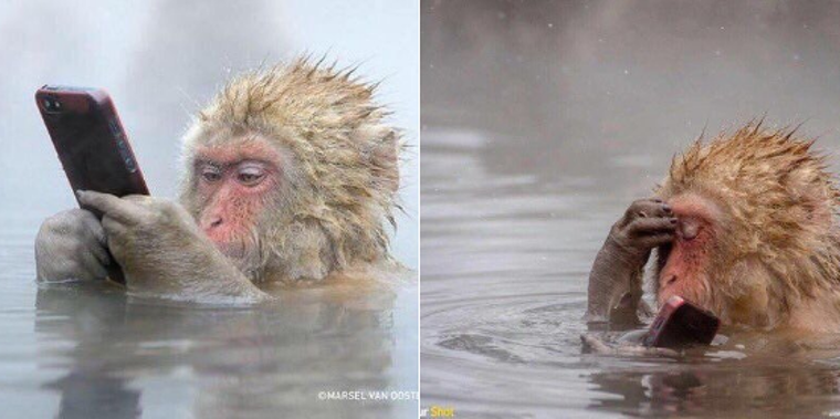 Обезьяна с телефоном в воде