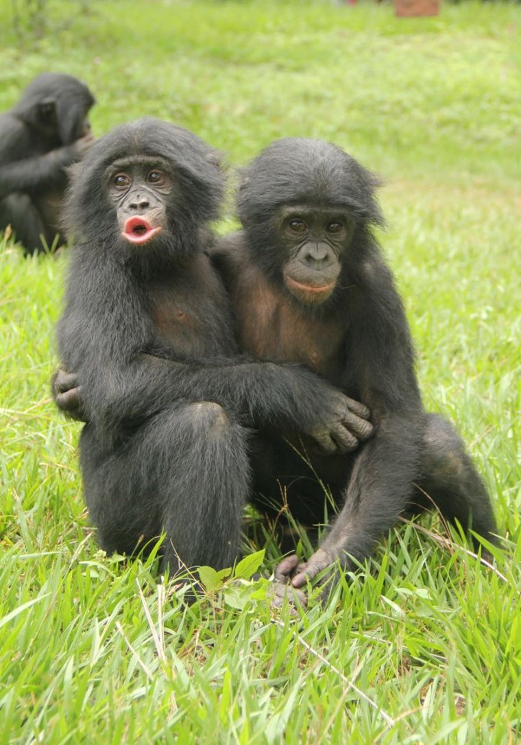 Бонобо обезьяна