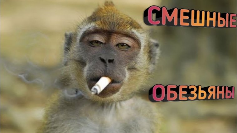Обезьянка курит