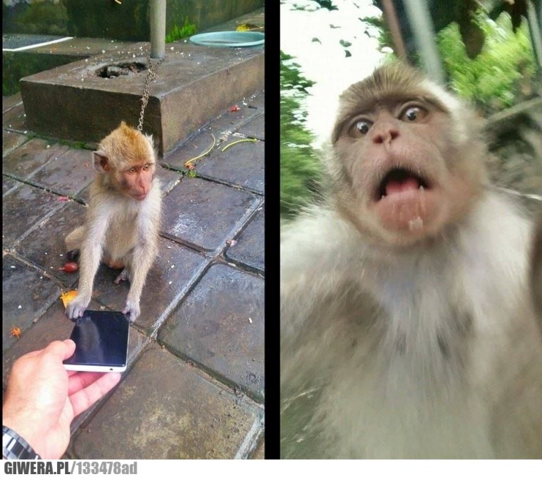 Селфи макаки