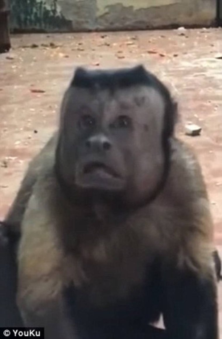 Обезьяна дебил