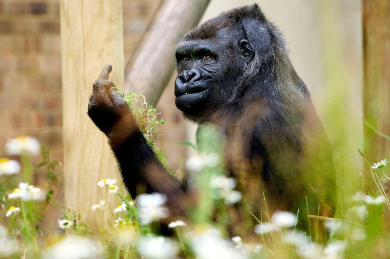 Обезьяна средний палец