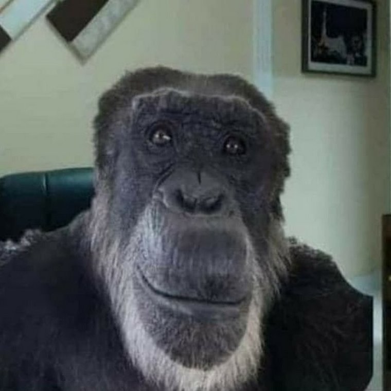 Обезьяна Мем взгляд на камеру