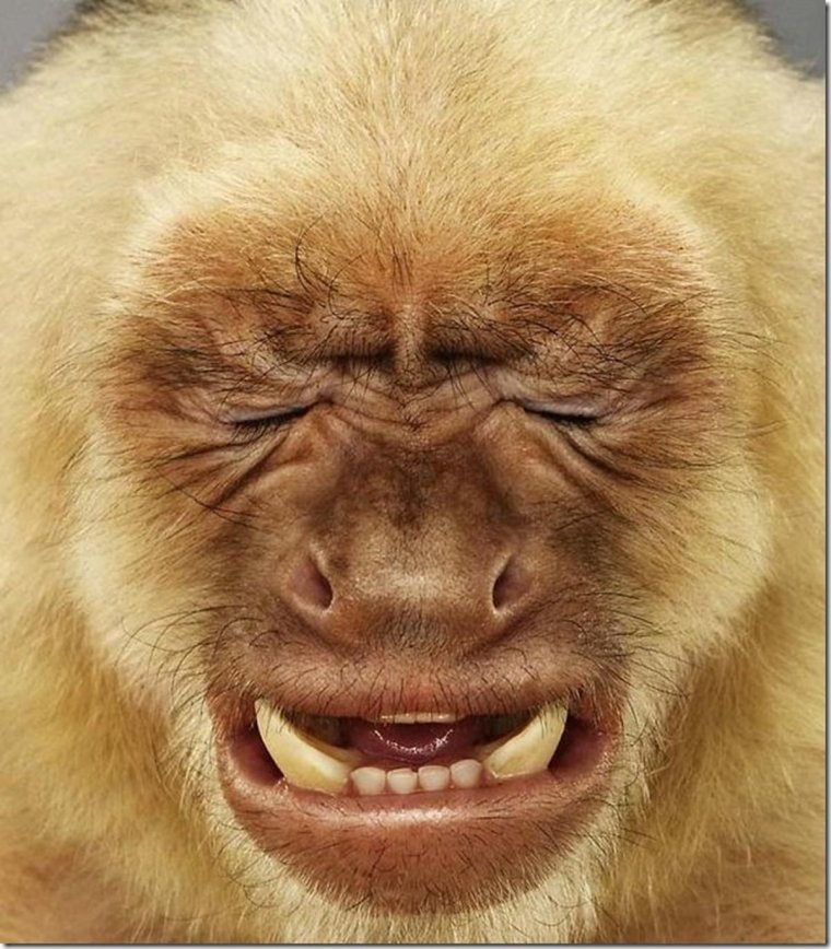 Расстроенная обезьяна