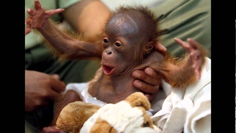 Смешные обезьянки до слез