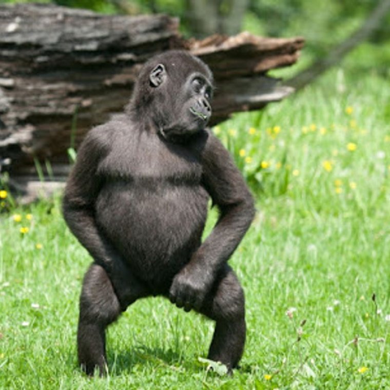 Танцующая обезьяна