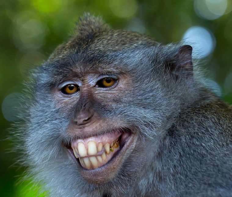 Испуганная мартышка