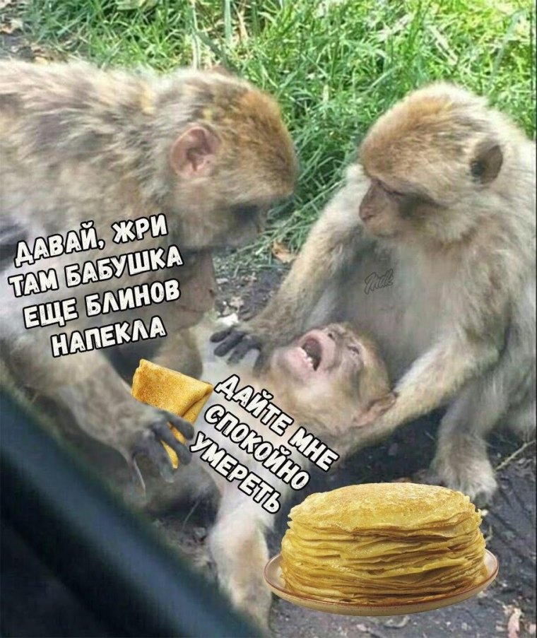 Обезьяны с надписями прикольными