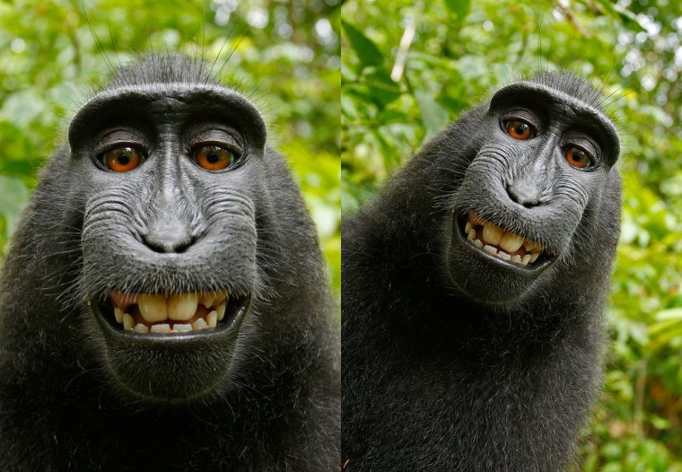 Безумные обезьяны