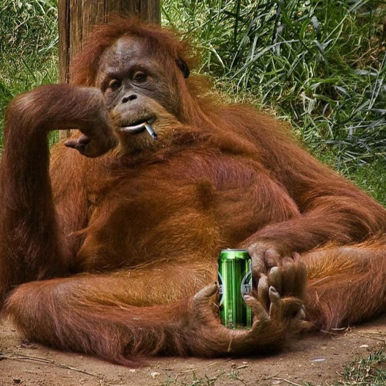 Смешные картинки до усрачки