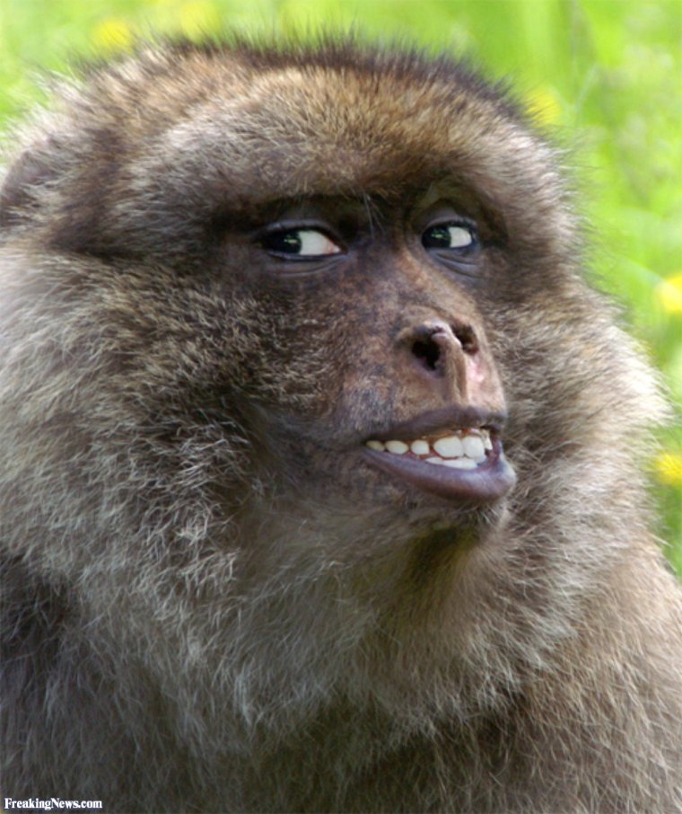Мартышка улыбается