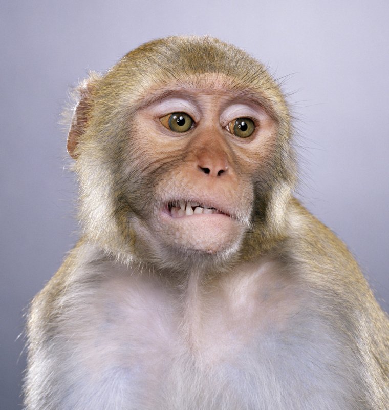 Обезьянки на работе