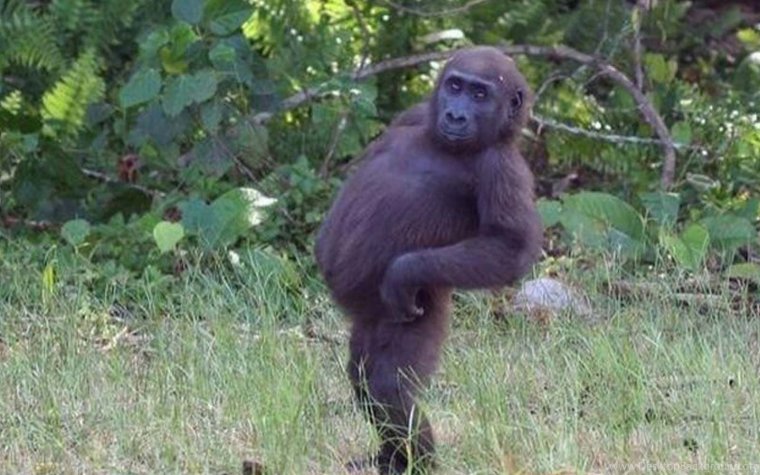 Обезьяна с пузом