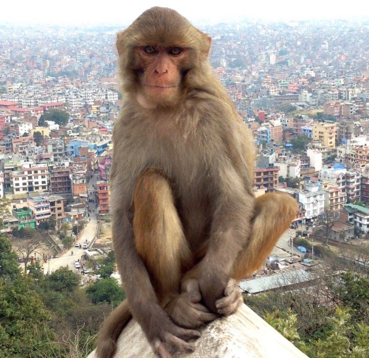 Обезьяна позирует