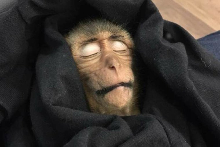 Обезьяна в капюшоне