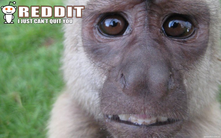 Обезьяна с бодуна