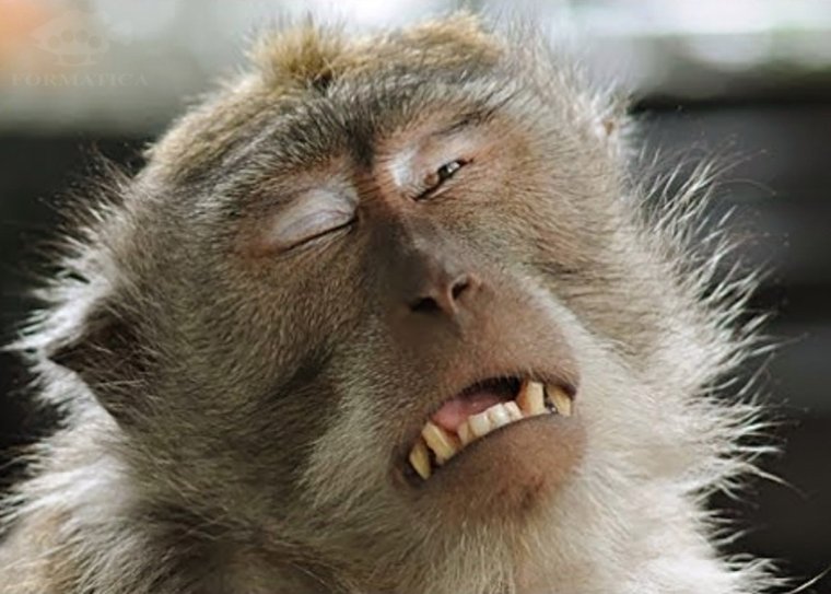 Мартышка в шоке Мем