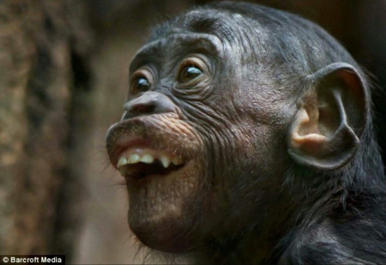 Обезьяна с тупым лицом