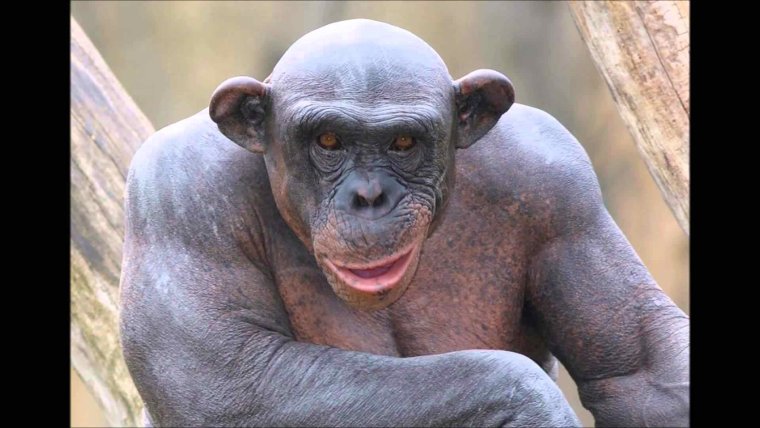 Лысая обезьяна