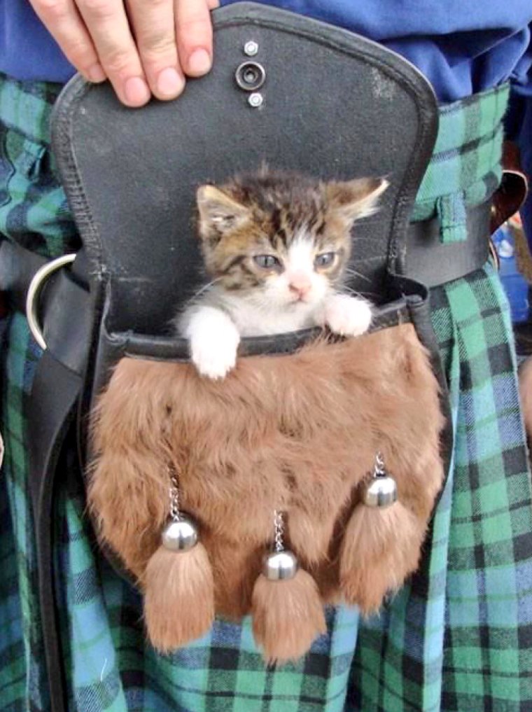 Сумка котик