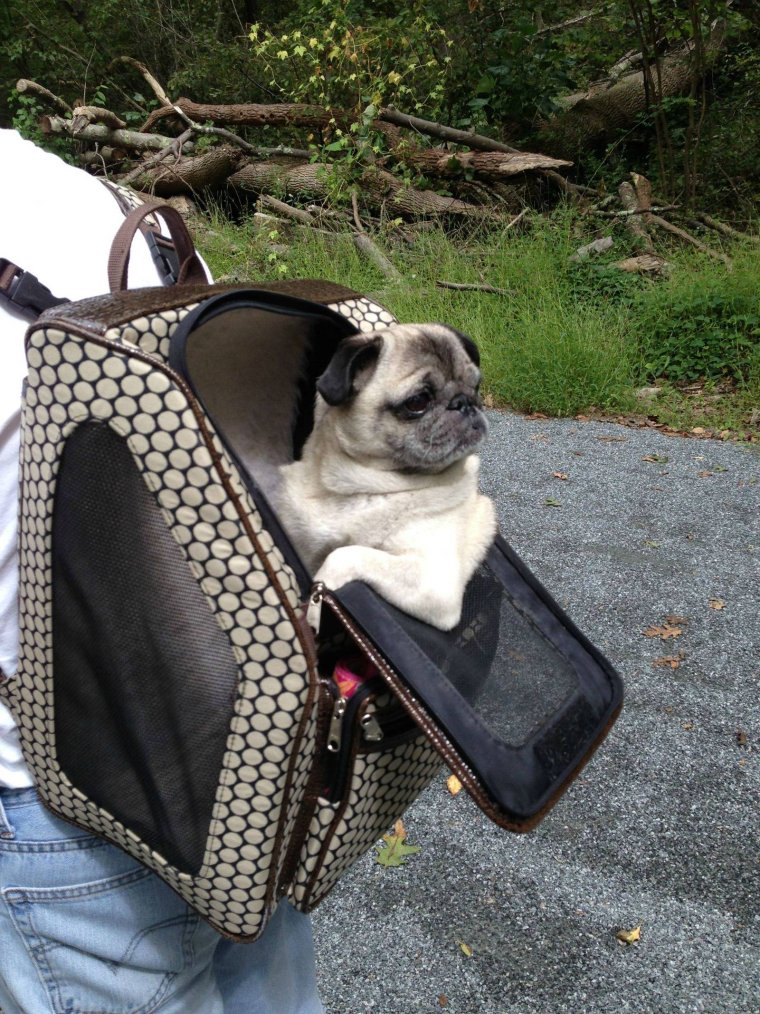 Переноска для МОПСА