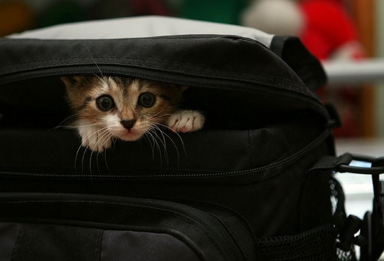 Смешные котята