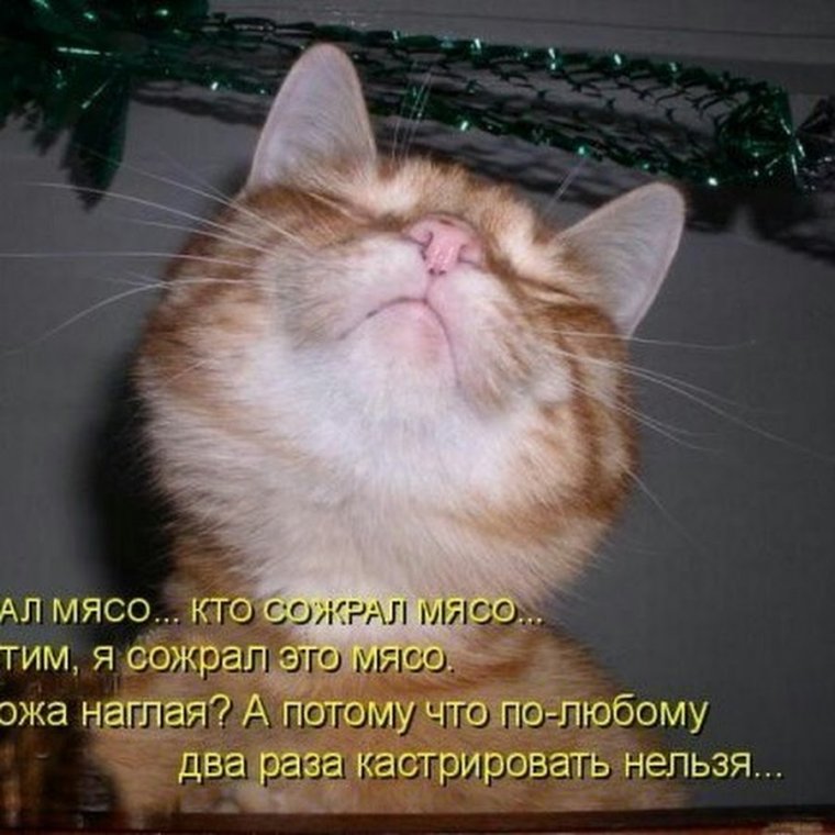 Смешные коты с надписями