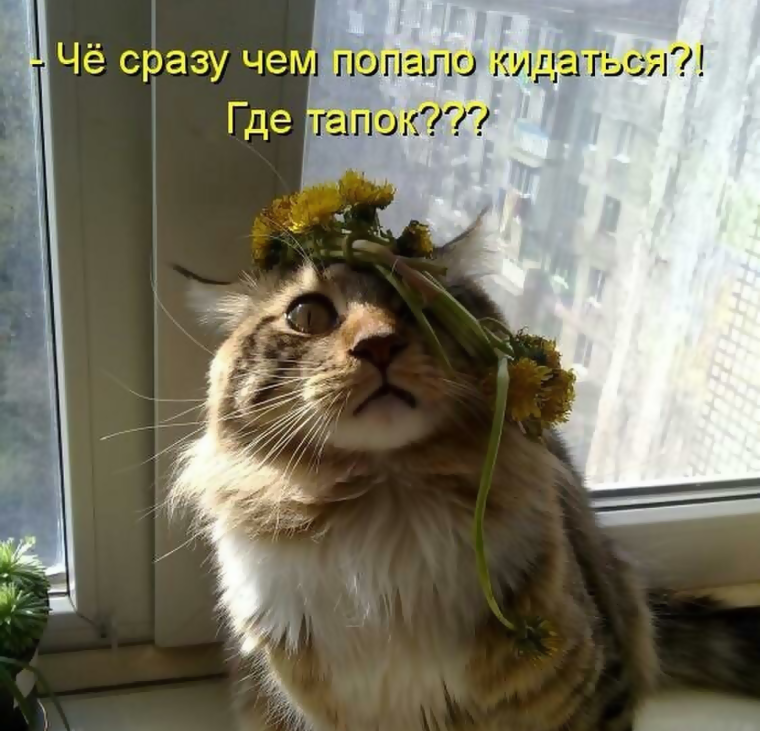 Смешная Котоматрица с надписями