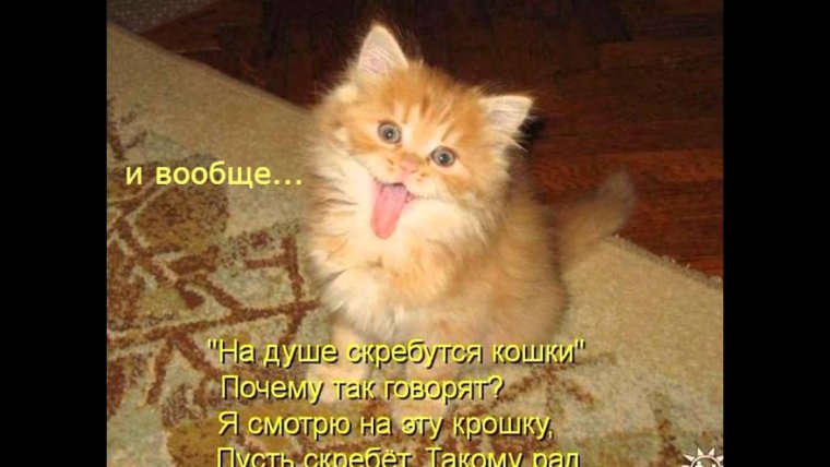 Смешные пушистые кошки с надписями