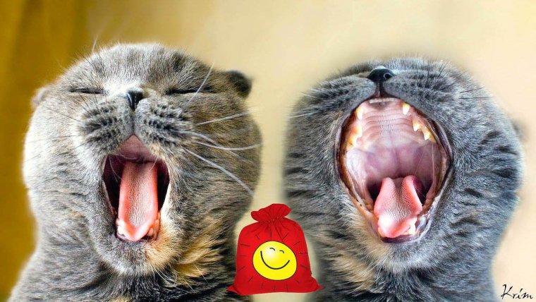 Смешные картинки с надписями