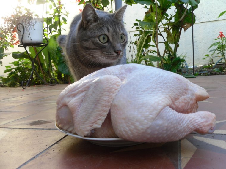 Юморные картинки с животными с надписями