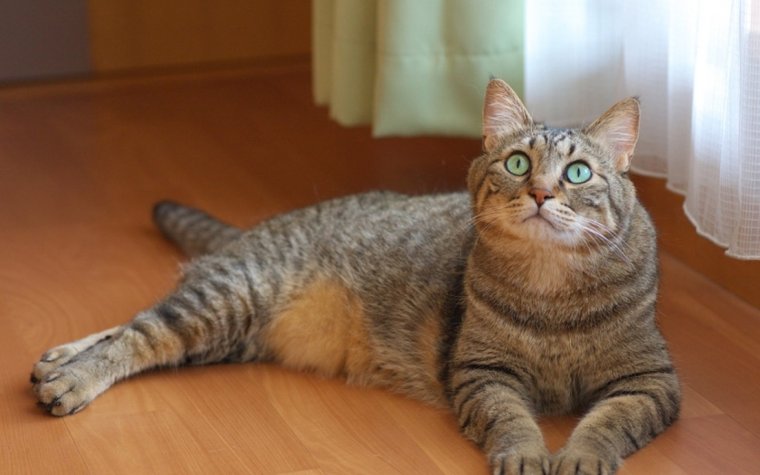 Подпись кошка