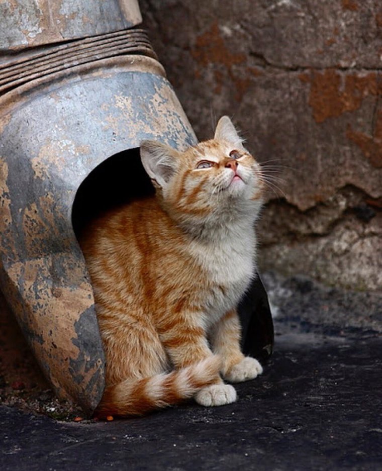 Котоматрица круть