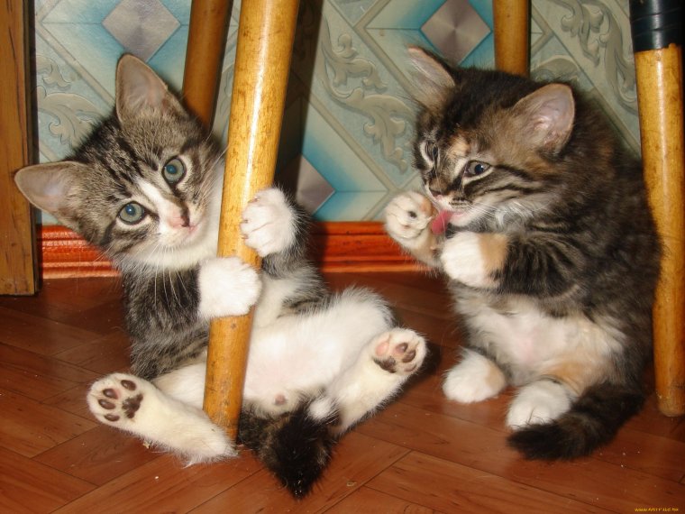 Смешные котята приколы